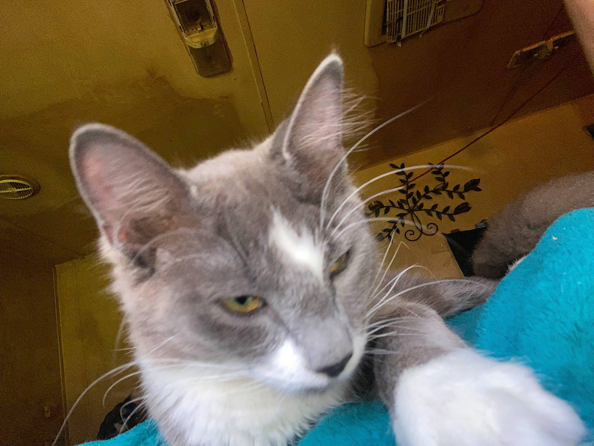 Ewok is registered to the contest to win money with this photo: box, carnivore, cat, cat_supply, comfort, domestic_short_haired_cat, felidae, fur, paw, pet_supply, small_to_medium_sized_cats, snout, tail, whiskers