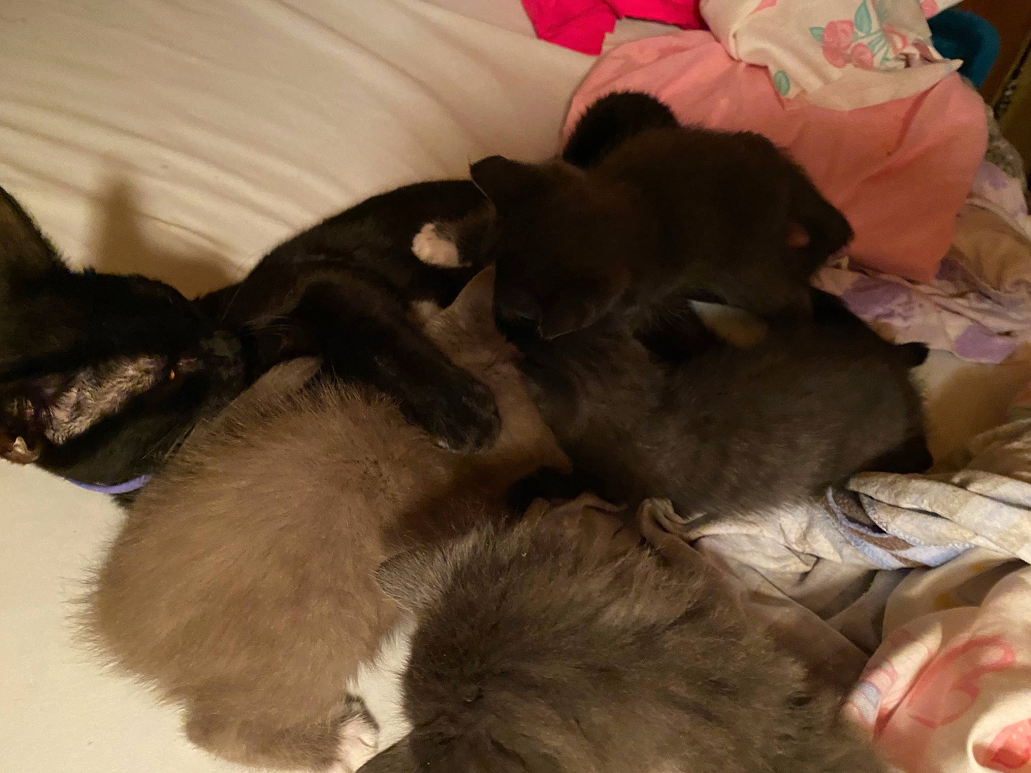 Star is registered to the contest to win money with this photo: bed, canidae, carnivore, comfort, companion_dog, dog, dog_breed, dog_supply, fawn, felidae, fur, liver, nap, paw, small_to_medium_sized_cats, sporting_group, tail, terrestrial_animal, whiskers, working_animal