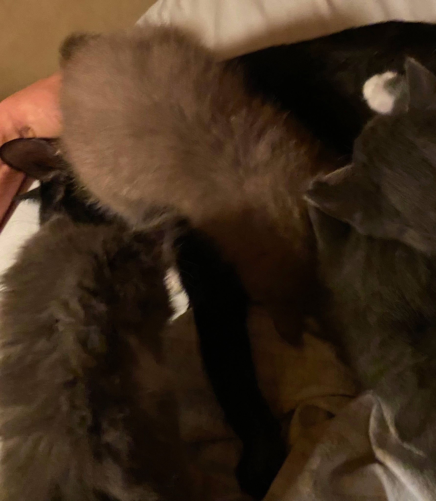 Star joined the competition — help win amazing prizes! brown, carnivore, cat, claw, comfort, companion_dog, dog_breed, ear, fashion_accessory, fawn, felidae, fur, linens, liver, natural_material, paw, small_to_medium_sized_cats, tail, whiskers, working_animal