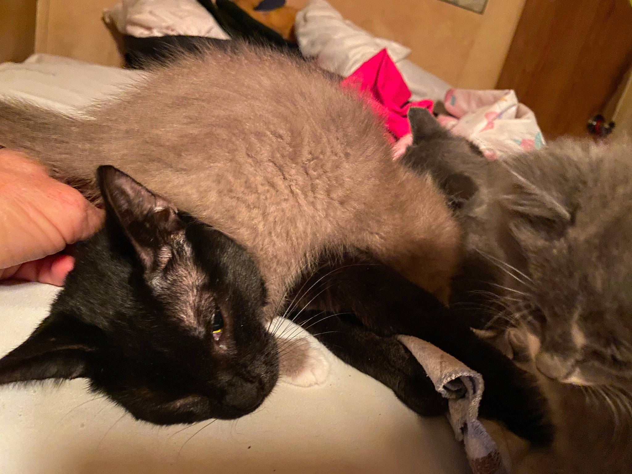 Star is registered to the contest to win money with this photo: black_cat, box, carnivore, cat, claw, comfort, domestic_short_haired_cat, ear, fawn, felidae, fur, nap, paw, small_to_medium_sized_cats, snout, tail, thai, tonkinese, whiskers