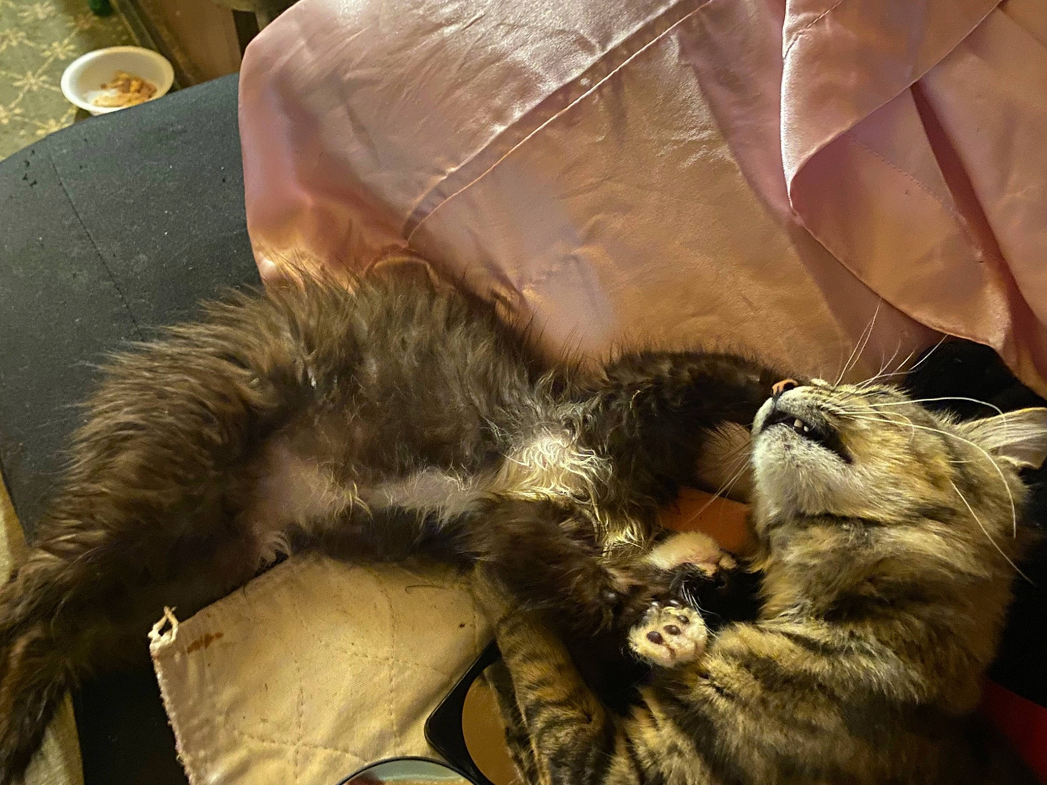 Bella joined the competition — help win amazing prizes! canidae, carnivore, cat, claw, comfort, companion_dog, dog_breed, domestic_short_haired_cat, felidae, fur, human_leg, lap, nap, paw, serveware, small_to_medium_sized_cats, snout, tail, terrestrial_animal, whiskers