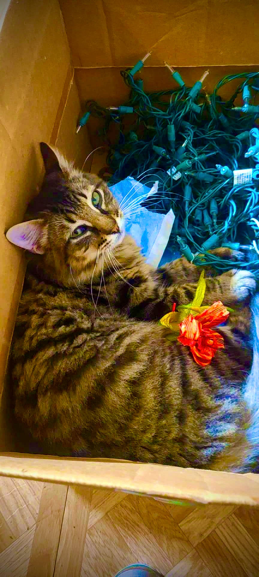 Bella joined the competition — help win amazing prizes! art, carnivore, cat, domestic_short_haired_cat, felidae, fur, grass, military_camouflage, pattern, paw, petal, rectangle, small_to_medium_sized_cats, snout, tail, terrestrial_animal, tree, visual_arts, whiskers, wildlife