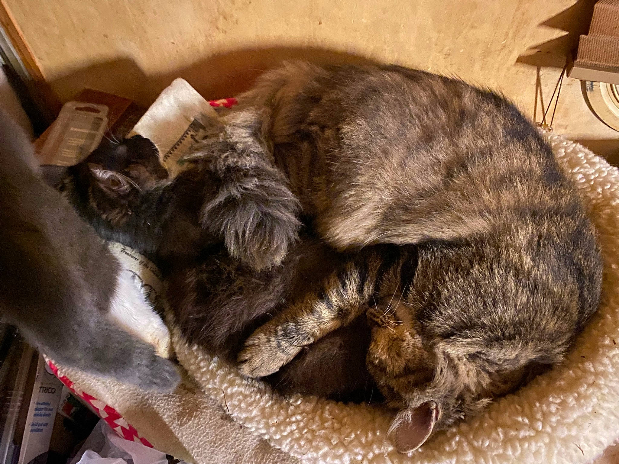 Bella joined the competition — help win amazing prizes! carnivore, cat, claw, comfort, domestic_short_haired_cat, felidae, fur, lamp, nap, paw, sleep, small_to_medium_sized_cats, snout, sporting_group, tail, terrestrial_animal, whiskers, wood