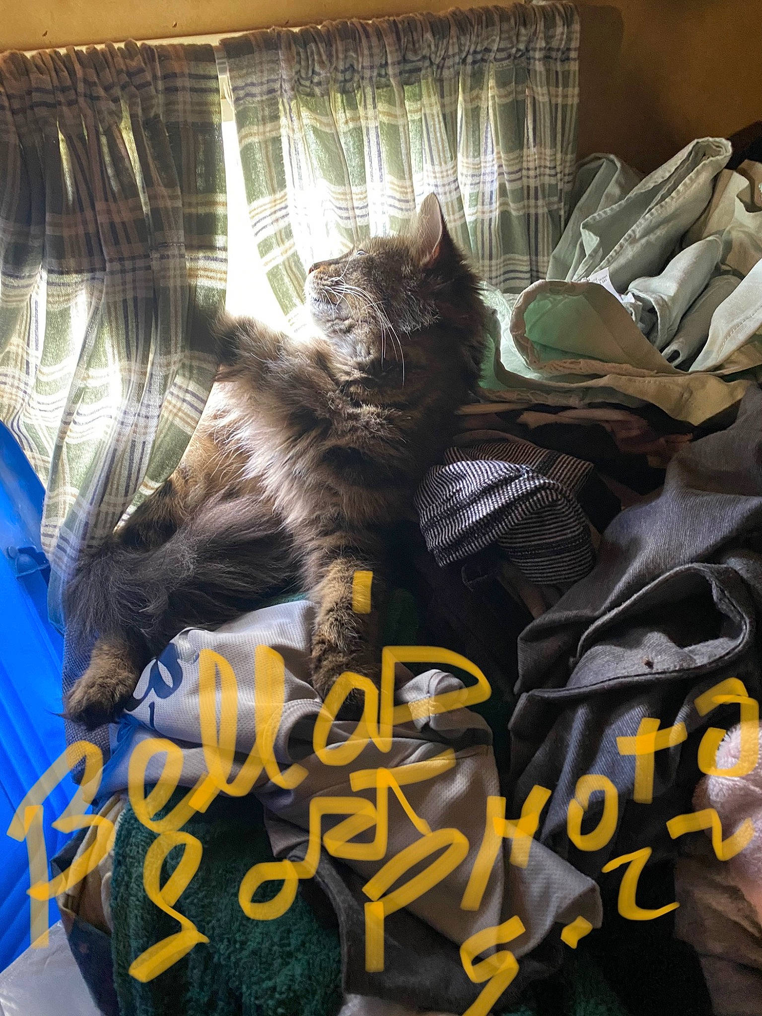 Bella joined the competition — help win amazing prizes! carnivore, cat, cat_supply, comfort, felidae, font, fur, linens, photo_caption, room, small_to_medium_sized_cats, tail, textile, whiskers