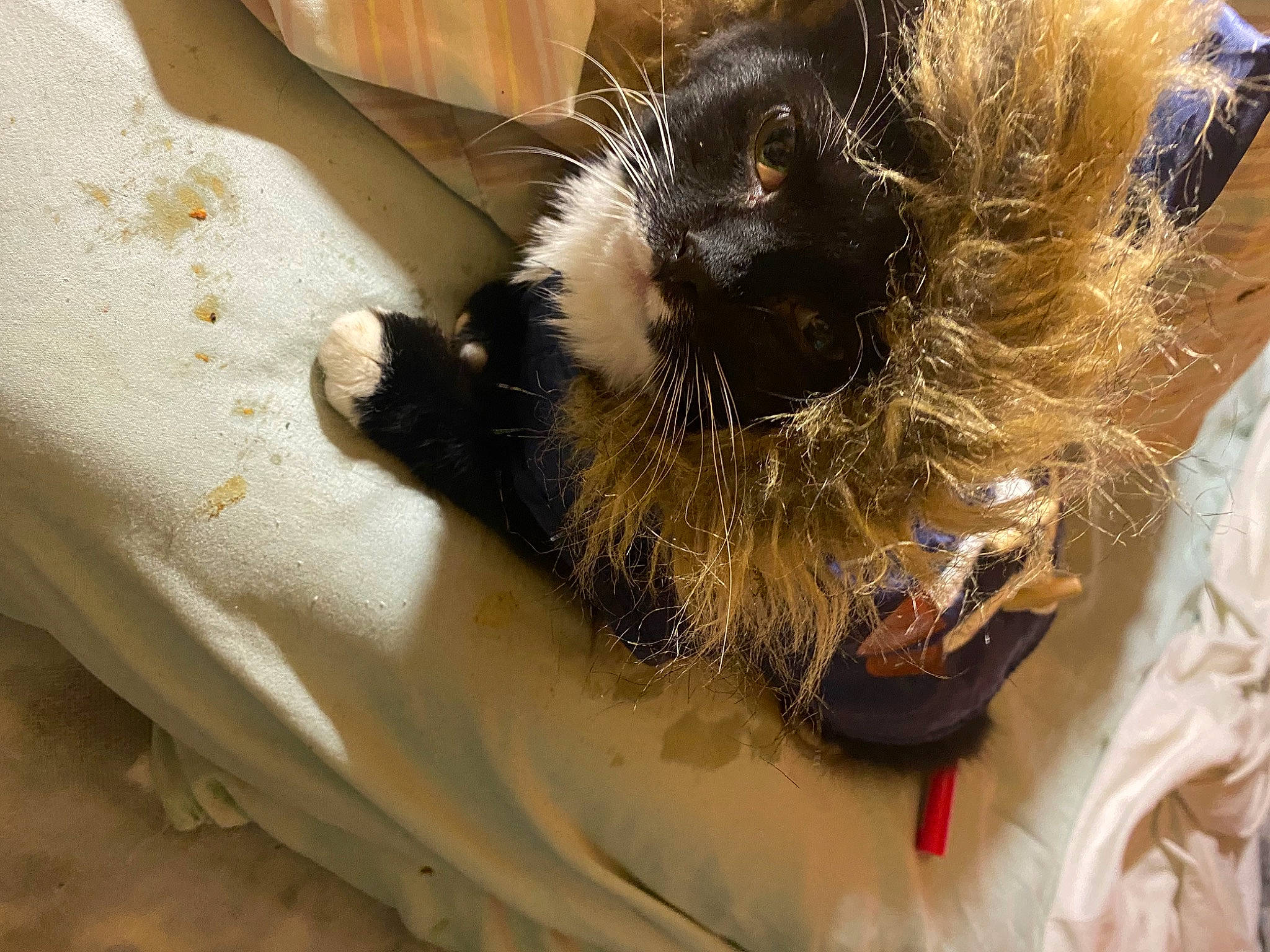 Bear Bear is registered to the contest to win money with this photo: cardboard, carnivore, cat, cat_supply, claw, comfort, dog_breed, domestic_short_haired_cat, fawn, felidae, fur, linens, nap, paw, small_to_medium_sized_cats, snout, tail, textile, tree, whiskers