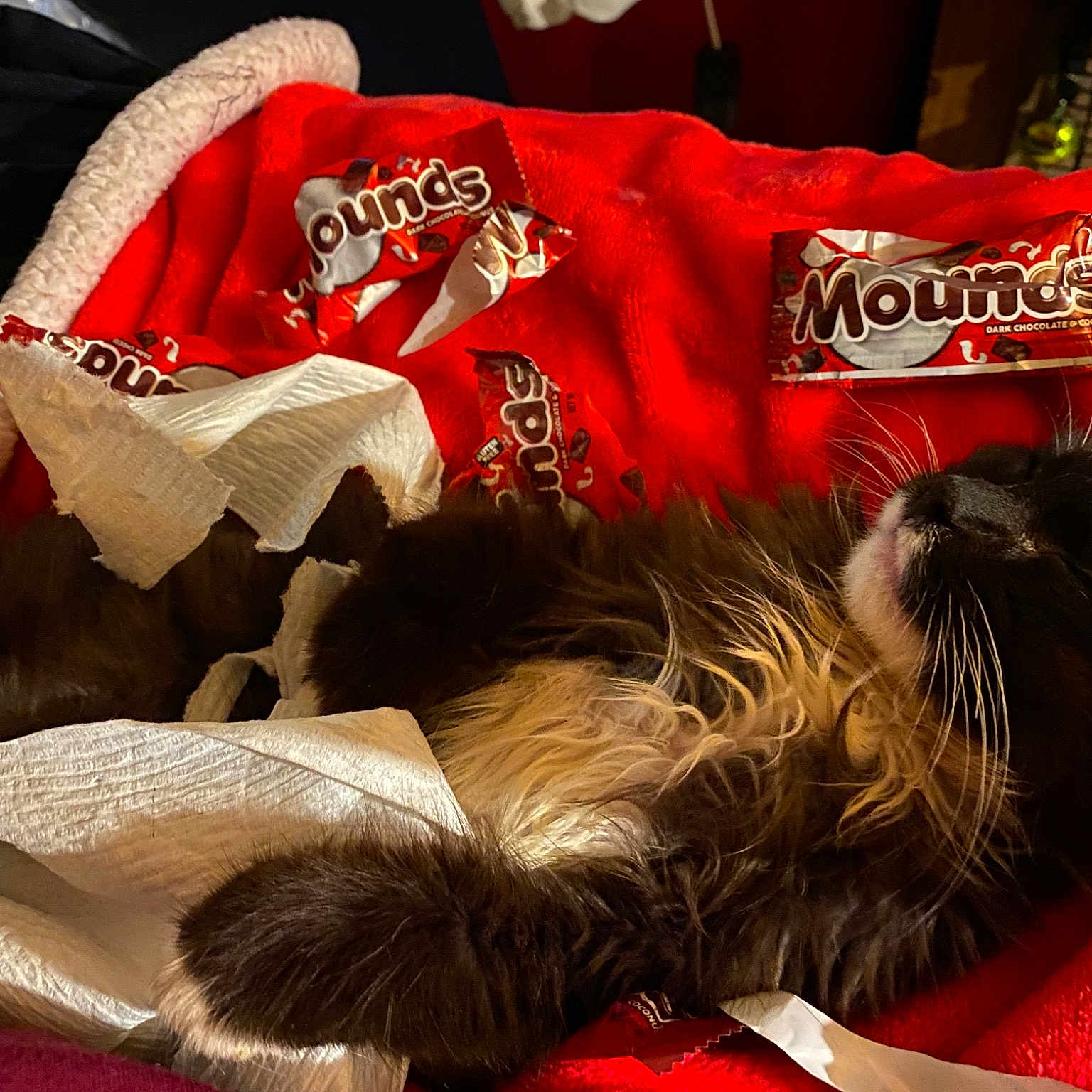 Bear Bear joined the competition — help win amazing prizes! canidae, carmine, carnivore, cat, claw, comfort, companion_dog, domestic_short_haired_cat, felidae, fur, lap, linens, nap, paw, small_to_medium_sized_cats, snout, sporting_group, whiskers