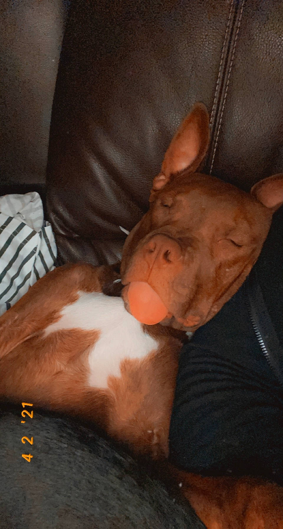 Hennessy joined the competition — help win amazing prizes! beard, canidae, carnivore, chest, comfort, companion_dog, dog, dog_breed, ear, fawn, fur, human_leg, liver, snout, sporting_group, terrestrial_animal, toy_dog, trunk, whiskers, working_animal