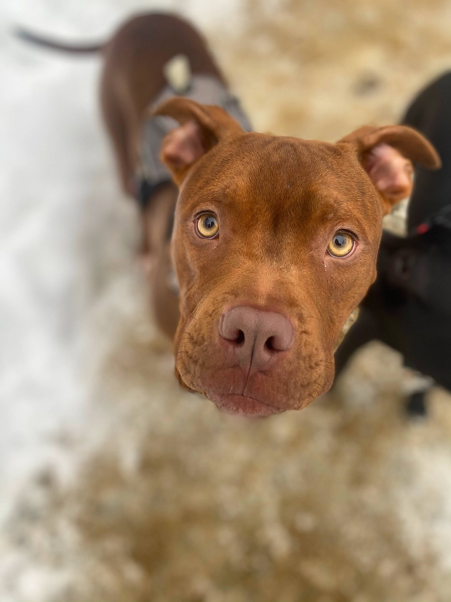 Hennessy joined the competition — help win amazing prizes! canidae, carnivore, companion_dog, dog, dog_breed, fawn, fur, liver, non_sporting_group, puppy, snout, sporting_group, terrestrial_animal, whiskers, wood, working_animal