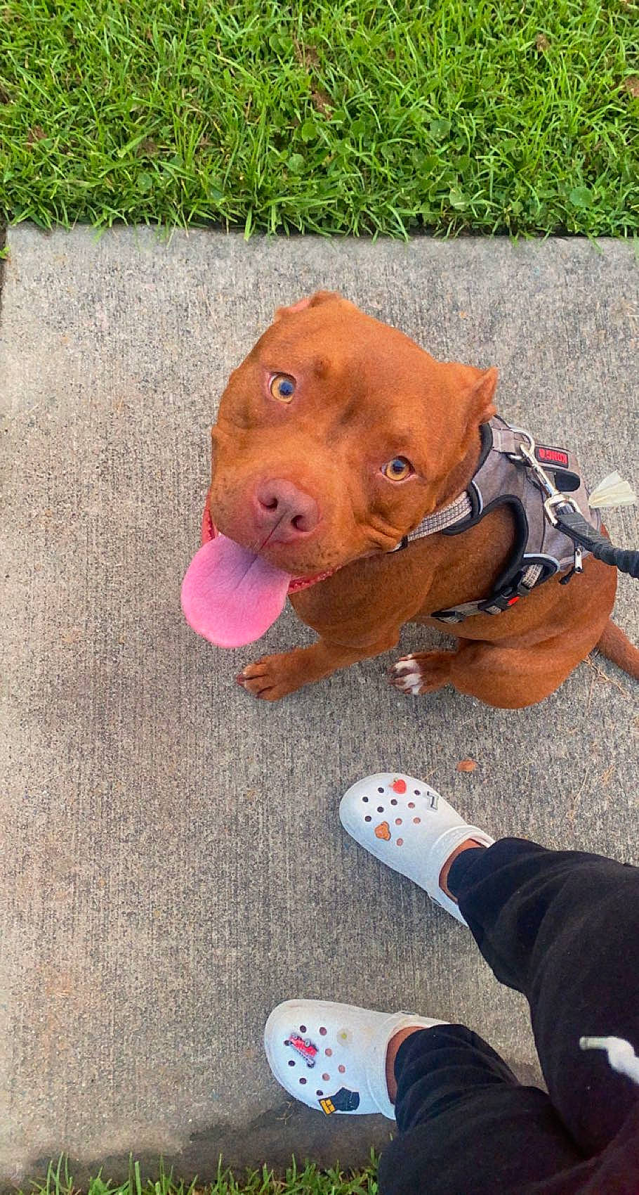 Hennessy joined the competition — help win amazing prizes! canidae, carmine, carnivore, companion_dog, dog, dog_breed, fawn, flooring, foot, fun, human_leg, knee, liver, snapshot, snout, sock, sporting_group, terrestrial_animal, toy, working_animal