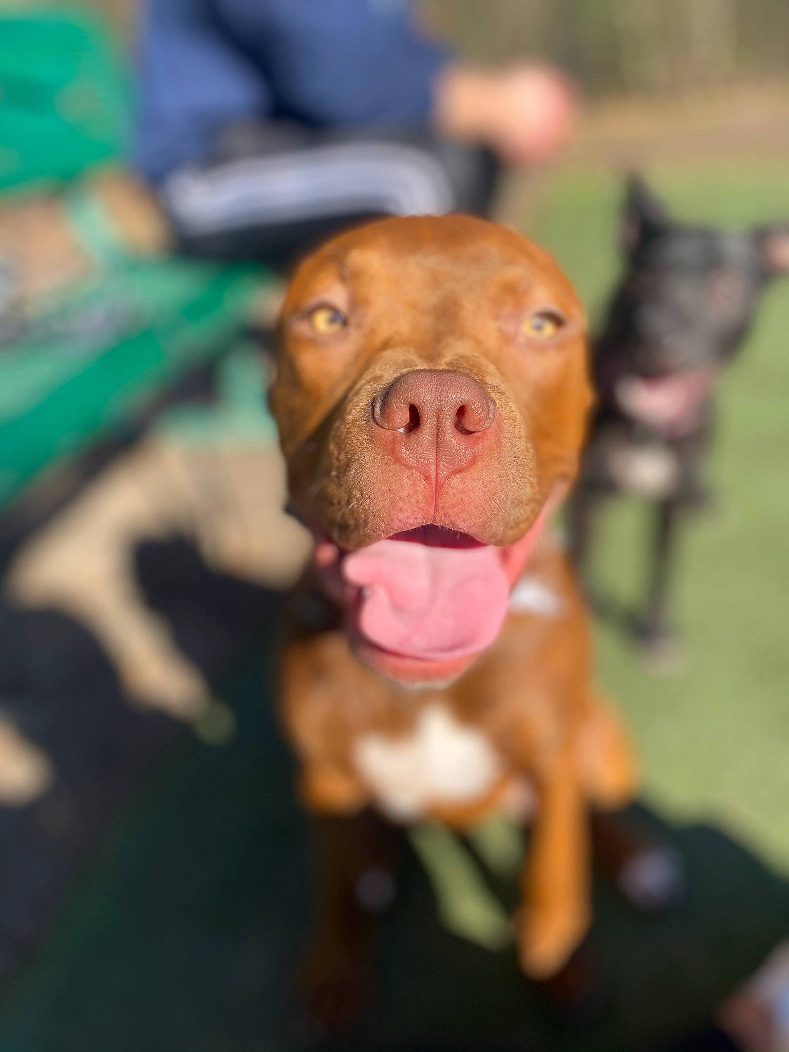 Hennessy is registered to the contest to win money with this photo: canidae, carnivore, collar, companion_dog, dog, dog_breed, fawn, fur, grass, guard_dog, liver, livestock, puppy, snout, sporting_group, terrestrial_animal, toy, whiskers, working_animal, wrinkle