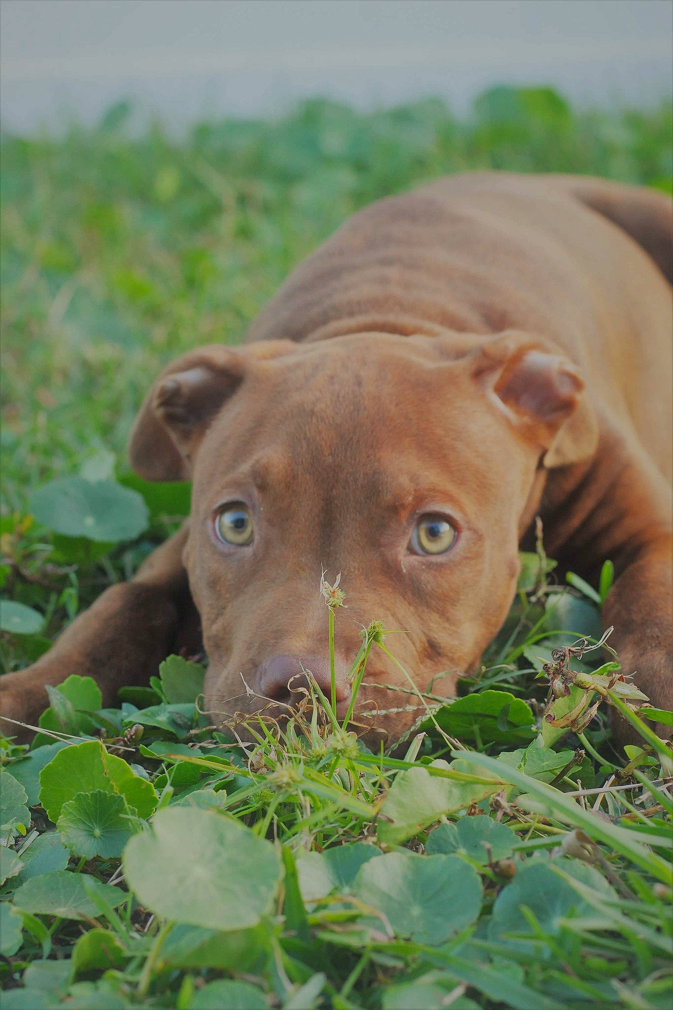 Hennessy is registered to the contest to win money with this photo: adaptation, canidae, carnivore, dog, dog_breed, ear, eye, fawn, grass, grassland, groundcover, iris, liver, plant, snout, sporting_group, terrestrial_animal, whiskers, working_animal, wrinkle