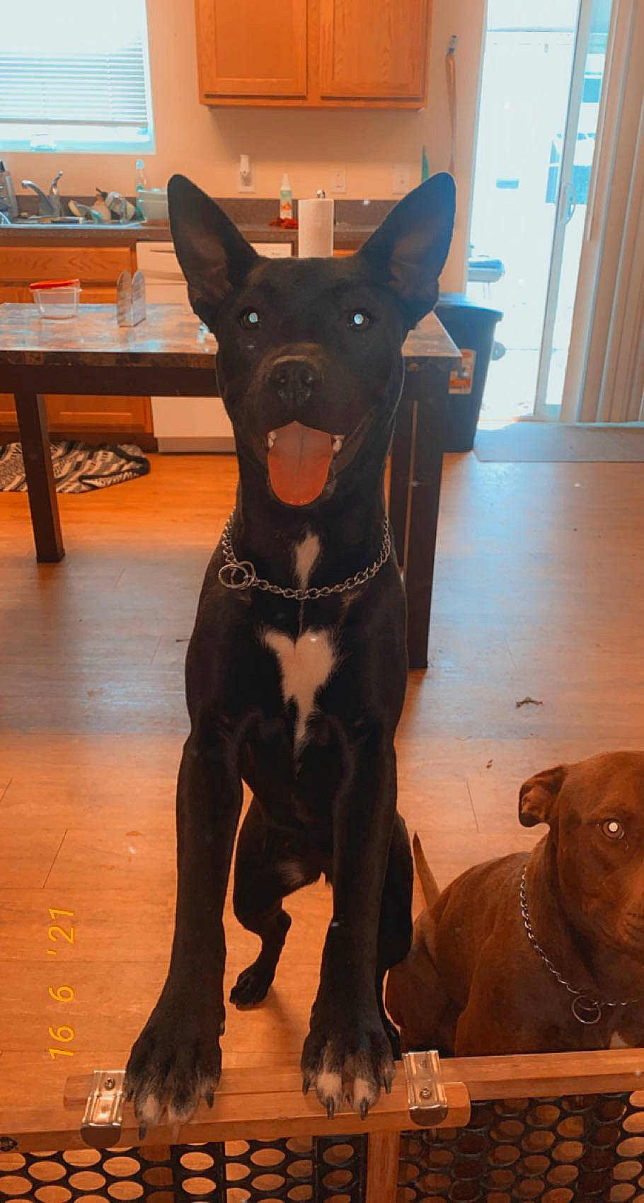 Stella Rose is registered to the contest to win money with this photo: art, brown, canidae, carnivore, collar, companion_dog, dog, dog_breed, dog_collar, fawn, floor, flooring, hardwood, liver, sculpture, snout, sporting_group, whiskers, wood, working_animal