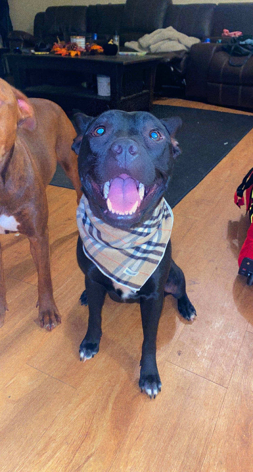 Stella Rose joined the competition — help win amazing prizes! canidae, carnivore, collar, companion_dog, dog, dog_breed, dog_collar, fawn, floor, flooring, fur, guard_dog, hardwood, liver, personal_protective_equipment, snout, sporting_group, whiskers, working_animal, working_dog