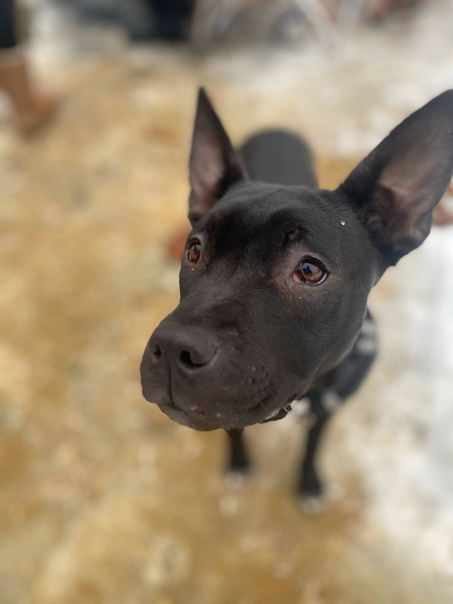 Stella Rose joined the competition — help win amazing prizes! ancient_dog_breeds, bicycle, canidae, carnivore, companion_dog, dog, dog_breed, ear, eye, fawn, non_sporting_group, sporting_group, terrestrial_animal, whiskers, working_animal