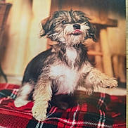 Daisy a rejoint le concours — aidez-le/la à gagner de superbes lots ! dog, puppy, pet, animal, fur, tongue, blanket, plaid, indoor, floor, cute, small_dog, furry, mammal, domestic_animal, sitting, paw, playful, cozy, warm_lighting