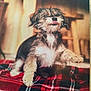 dog, puppy, pet, animal, fur, tongue, blanket, plaid, indoor, floor, cute, small_dog, furry, mammal, domestic_animal, sitting, paw, playful, cozy, warm_lighting
