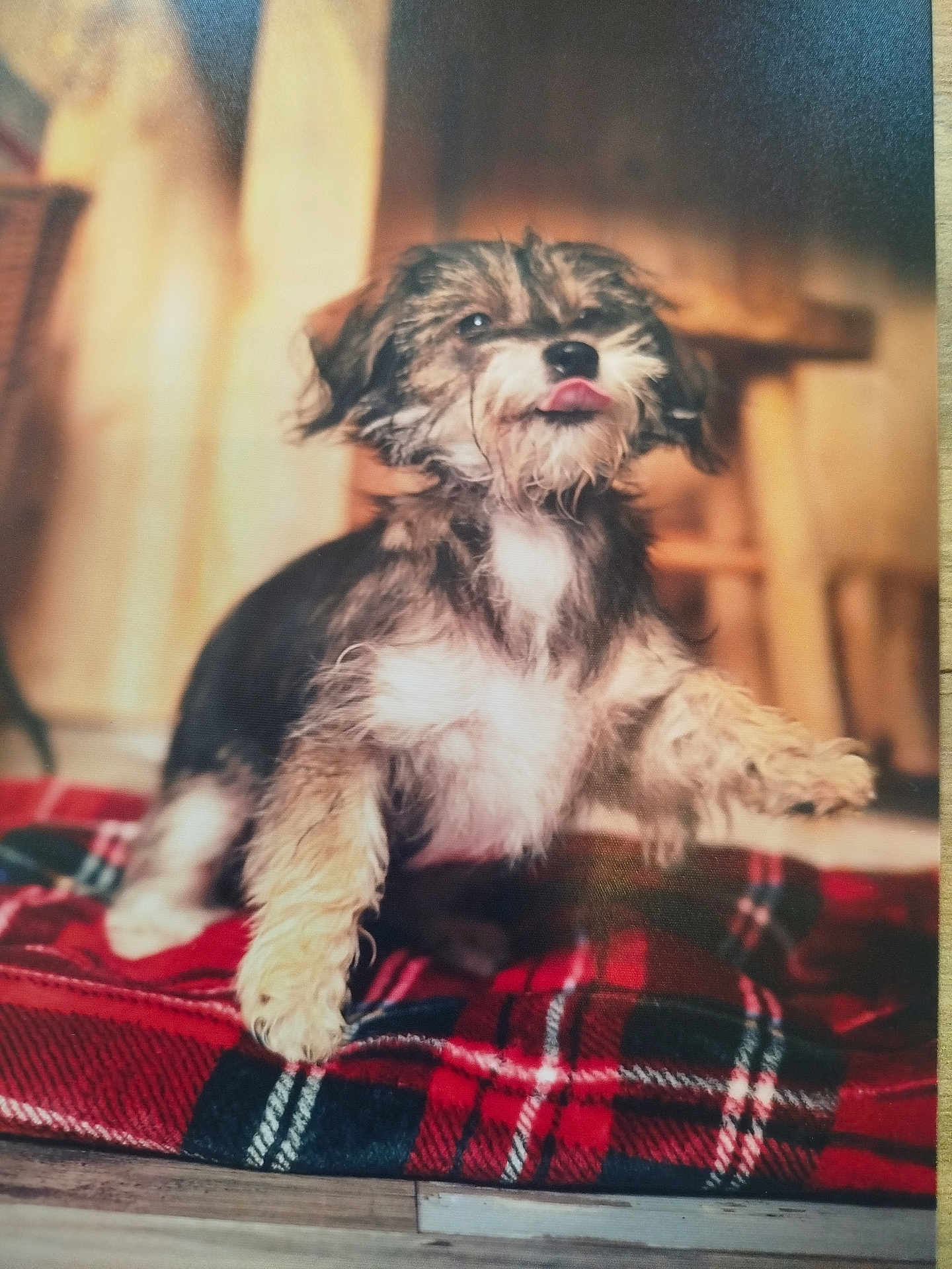 Daisy a rejoint le concours — aidez-le/la à gagner de superbes lots ! dog, puppy, pet, animal, fur, tongue, blanket, plaid, indoor, floor, cute, small_dog, furry, mammal, domestic_animal, sitting, paw, playful, cozy, warm_lighting