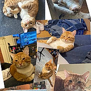 Diego joined the competition — help win amazing prizes! cat, orange_tabby, collage, indoor, sleeping, lounging, curled_up, cat_tree, furniture, carpet, box, pet, domestic_animal, cute, relaxed, portrait, whiskers, ears, paws, fur