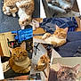 cat, orange_tabby, collage, indoor, sleeping, lounging, curled_up, cat_tree, furniture, carpet, box, pet, domestic_animal, cute, relaxed, portrait, whiskers, ears, paws, fur
