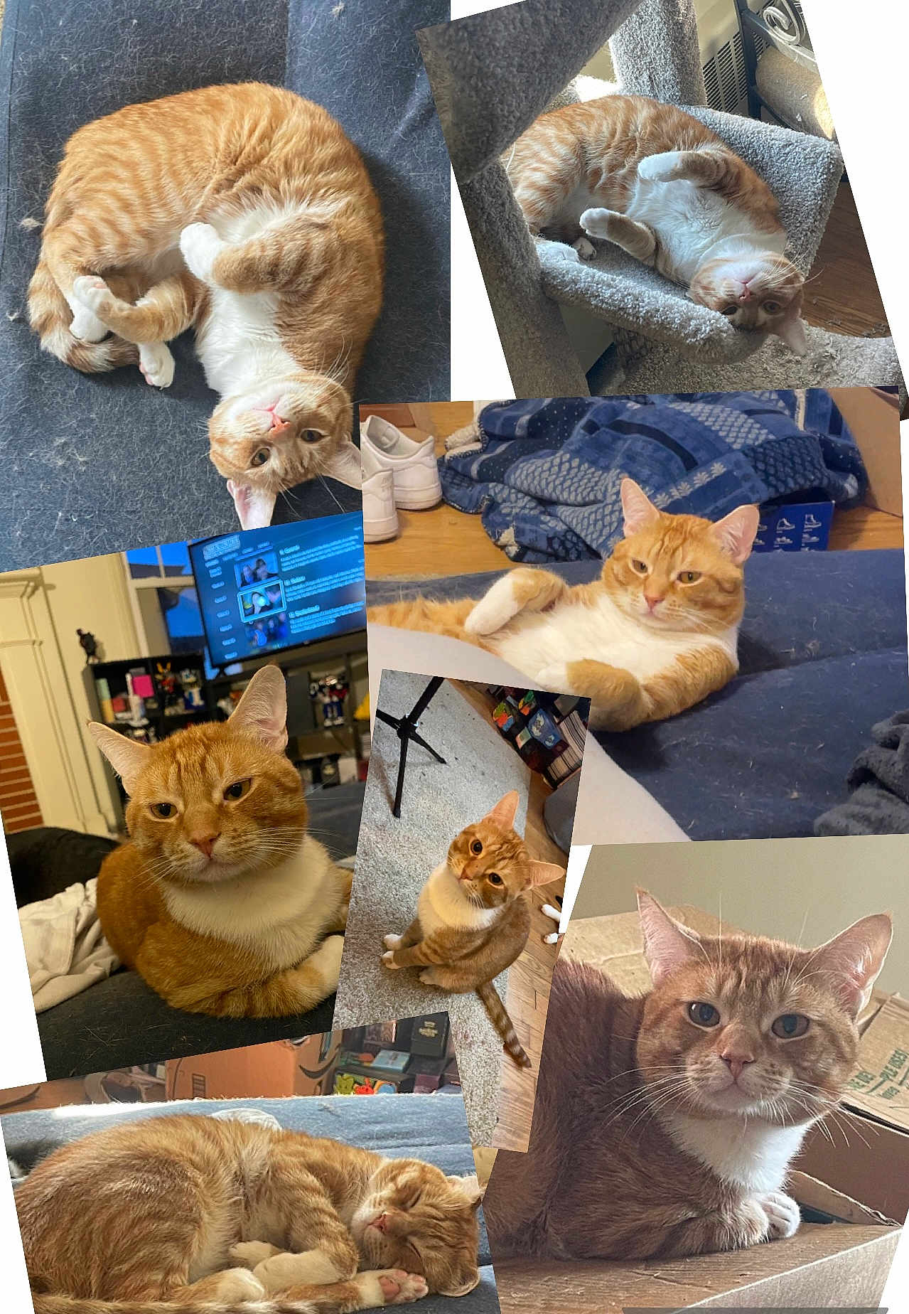 Diego