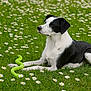 dog, black_and_white, grass, daisies, flower_field, toy_snake, outdoor, animal, pet, lying_down, nature, green, playful, cute, canine, summer, peaceful, flora, spring, relaxed