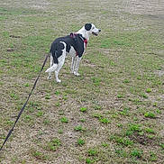 Roxy participe au concours pour gagner de l'argent avec cette photo : dog, leash, harness, grass, field, outdoor, nature, building, shed, trees, pet, canine, animal, walking, daytime, greenery, rural, open_space, side_view, happy