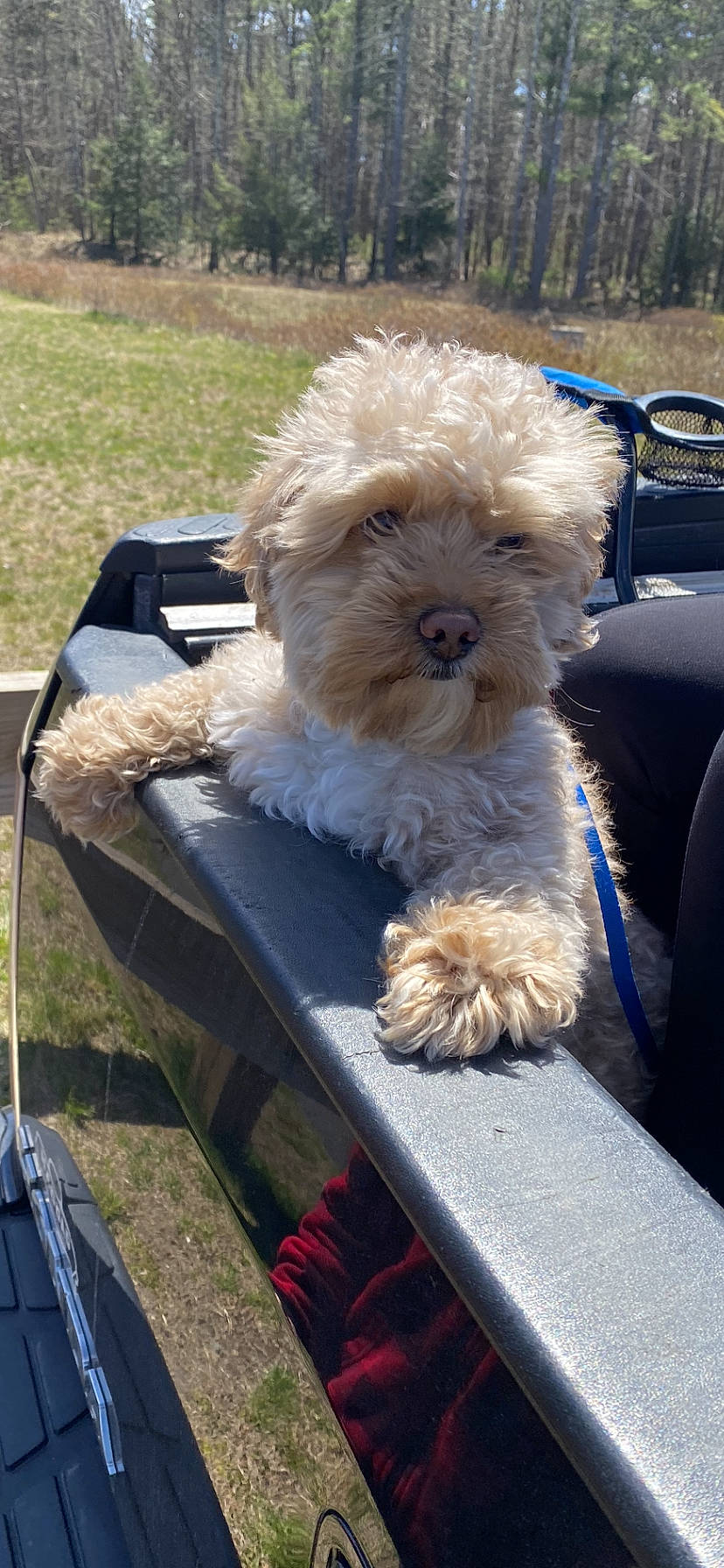 Levy is registered to the contest to win money with this photo: canidae, carnivore, companion_dog, dog, dog_breed, dog_collar, dog_supply, eyewear, fur, glasses, goggles, plant, sitting, small_terrier, sporting_group, sunglasses, terrier, toy_dog, vision_care, working_animal