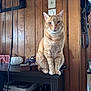 cat, orange_tabby, sitting, table, wood_paneling, indoor, decor, pumpkin, toy_truck, calm, looking_at_camera, feline, pet, wooden_furniture, domestic_animal, closeup, whiskers, ears, paws, curious