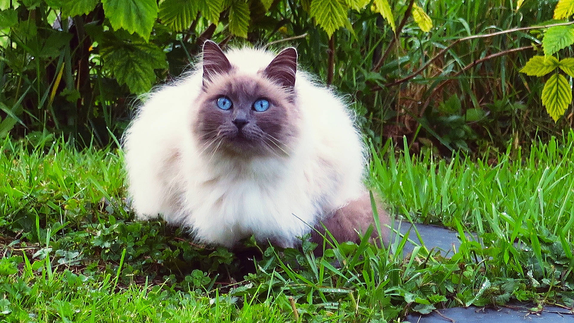 Lyu participe au concours pour gagner de l'argent avec cette photo : asian_semi_longhair, balinese, birman, british_semi_longhair, carnivore, cat, domestic_long_haired_cat, eye, felidae, grass, himalayan, iris, kitten, mammal, persian, plant, ragdoll, small_to_medium_sized_cats, vertebrate, whiskers