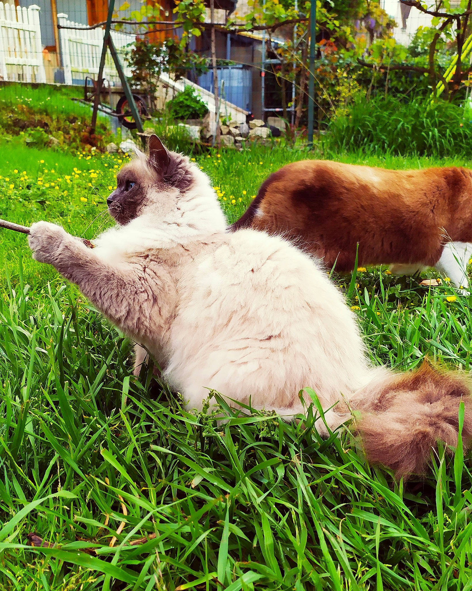 Lyu participe au concours pour gagner de l'argent avec cette photo : carnivore, cat, fawn, felidae, grass, mammal, plant, ragdoll, small_to_medium_sized_cats, tail, vertebrate, whiskers