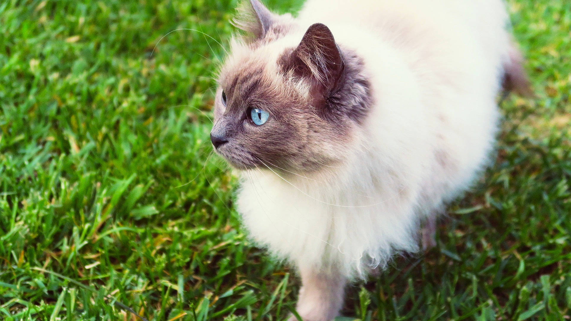 Lyu participe au concours pour gagner de l'argent avec cette photo : birman, british_semi_longhair, carnivore, cat, domestic_long_haired_cat, eye, felidae, grass, iris, kitten, mammal, munchkin, plant, ragamuffin, ragdoll, small_to_medium_sized_cats, snout, thai, vertebrate, whiskers