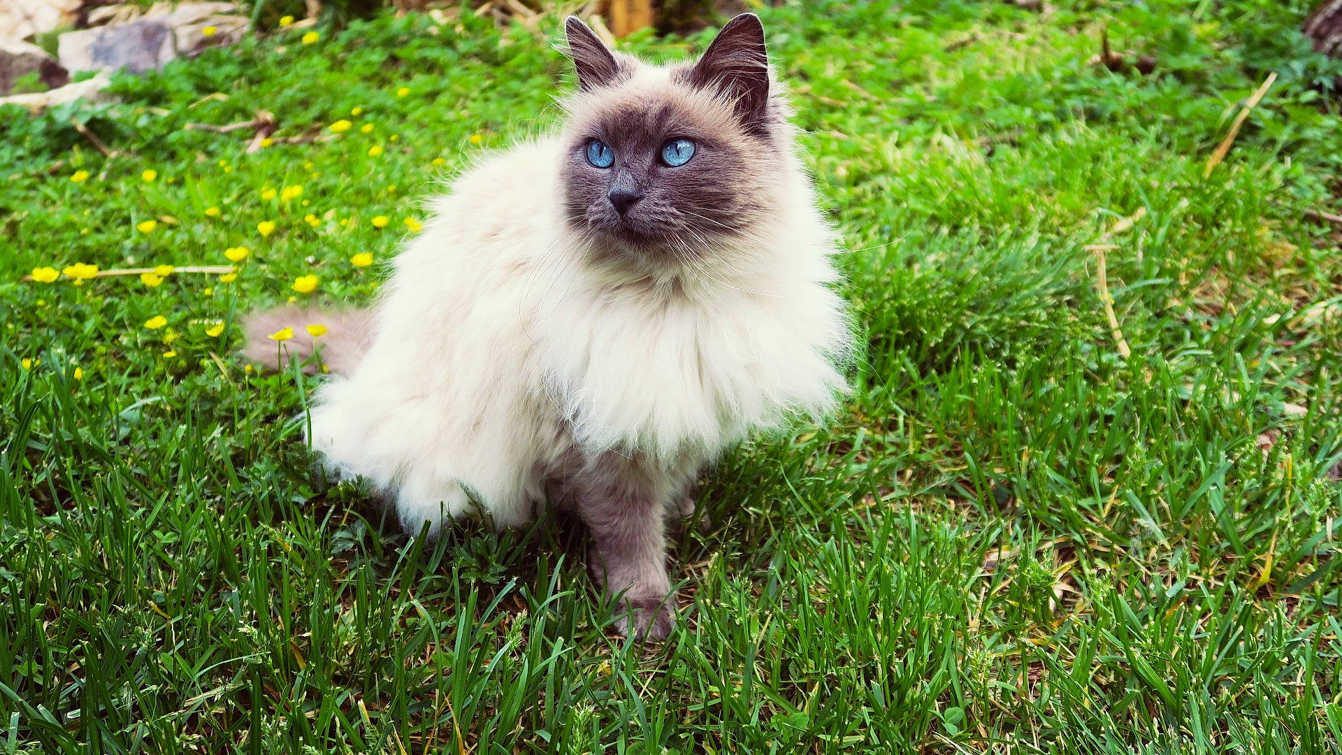Lyu a rejoint le concours — aidez-le/la à gagner de superbes lots ! asian_semi_longhair, balinese, birman, carnivore, cat, domestic_long_haired_cat, fawn, felidae, fur, grass, himalayan, mammal, plant, ragdoll, siamese, small_to_medium_sized_cats, thai, vertebrate, whiskers