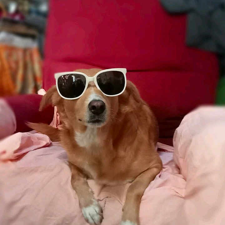 Liloo Caramelle participe au concours pour gagner de l'argent avec cette photo : accessories, animal, blanket, canine, couch, cushion, dog, face, furniture, glasses, head, homedecor, hound, indoors, person, pet, photography, portrait, puppy, sunglasses