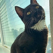Loki is registered to the contest to win money with this photo: cat, tuxedo_cat, window, sunlight, whiskers, black_fur, white_fur, curious, pet, indoor, animal, closeup, reflection, looking_up, fur, sitting, daylight, domestic_cat, portrait, cute