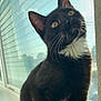 cat, tuxedo_cat, window, sunlight, whiskers, black_fur, white_fur, curious, pet, indoor, animal, closeup, reflection, looking_up, fur, sitting, daylight, domestic_cat, portrait, cute