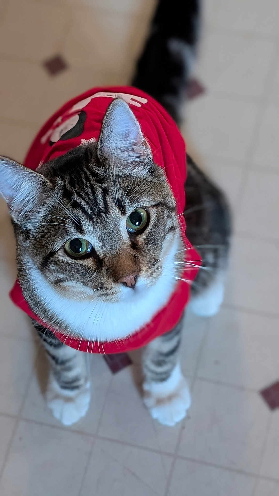 Uno joined the competition — help win amazing prizes! abyssinian, accessories, animal, bag, baseballcap, cap, cat, clothing, hardwood, hat, hood, hoodie, kitten, knitwear, manx, pet, strap, sweater, sweatshirt, wood