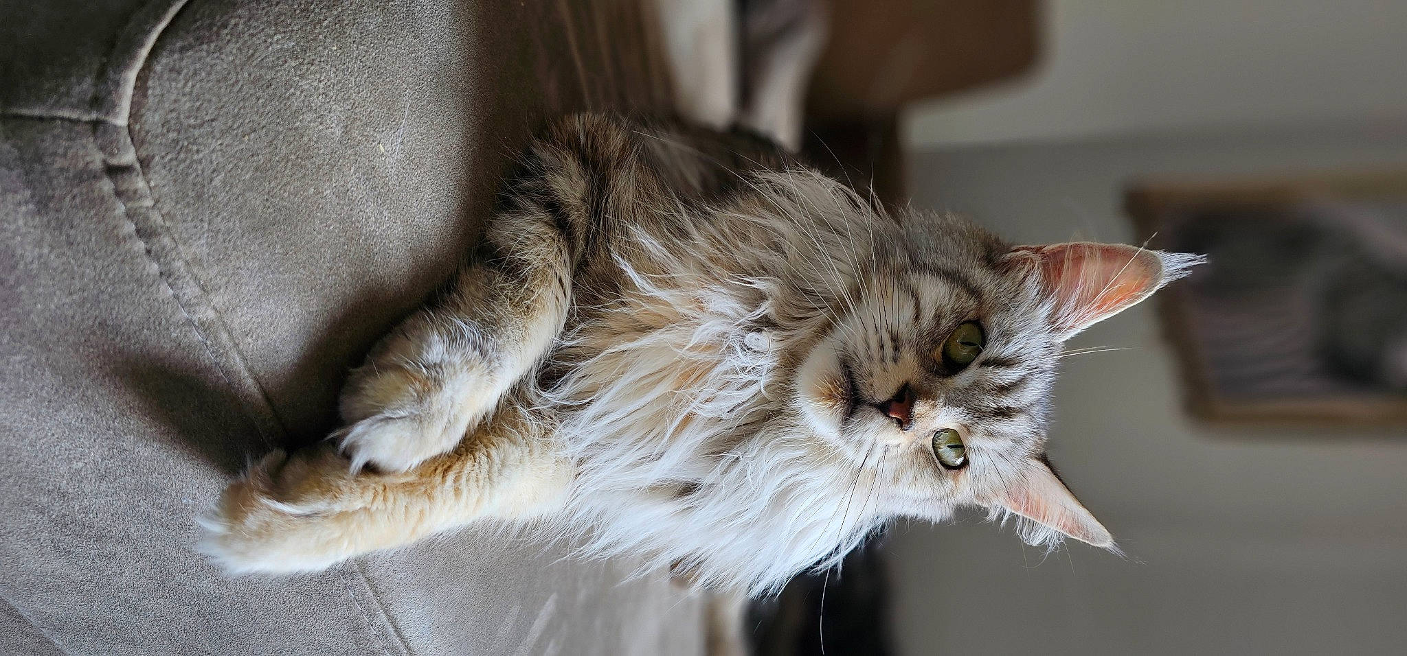 Sharazad a rejoint le concours — aidez-le/la à gagner de superbes lots ! carnivore, cat, claw, domestic_short_haired_cat, event, eye, felidae, fur, paw, small_to_medium_sized_cats, snout, tail, terrestrial_animal, whiskers