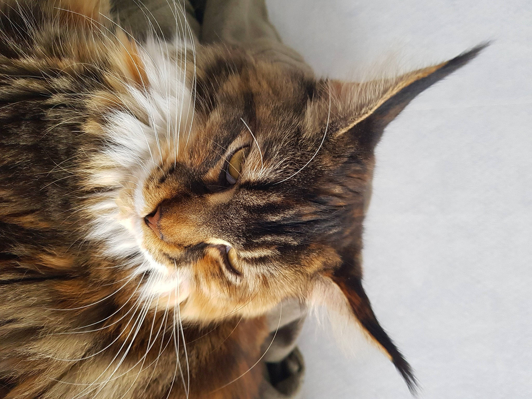 Sharazad participe au concours pour gagner de l'argent avec cette photo : carnivore, cat, close_up, domestic_short_haired_cat, ear, european_shorthair, eye, fawn, felidae, fur, kitten, maine_coon, norwegian_forest_cat, small_to_medium_sized_cats, snout, tabby_cat, whiskers