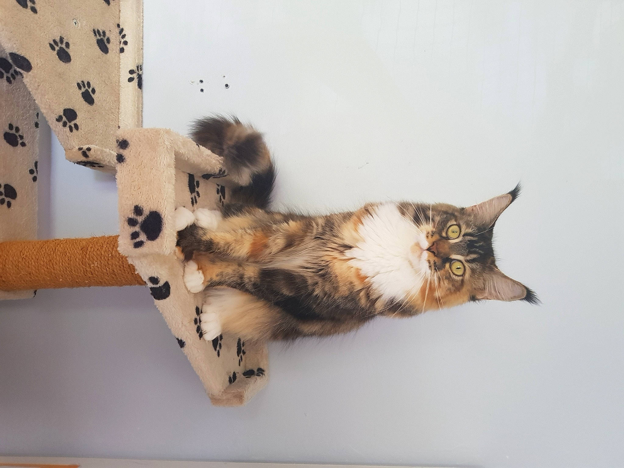 Sharazad a rejoint le concours — aidez-le/la à gagner de superbes lots ! carnivore, cat, domestic_short_haired_cat, european_shorthair, felidae, fur, kitten, small_to_medium_sized_cats, tabby_cat, tail, whiskers