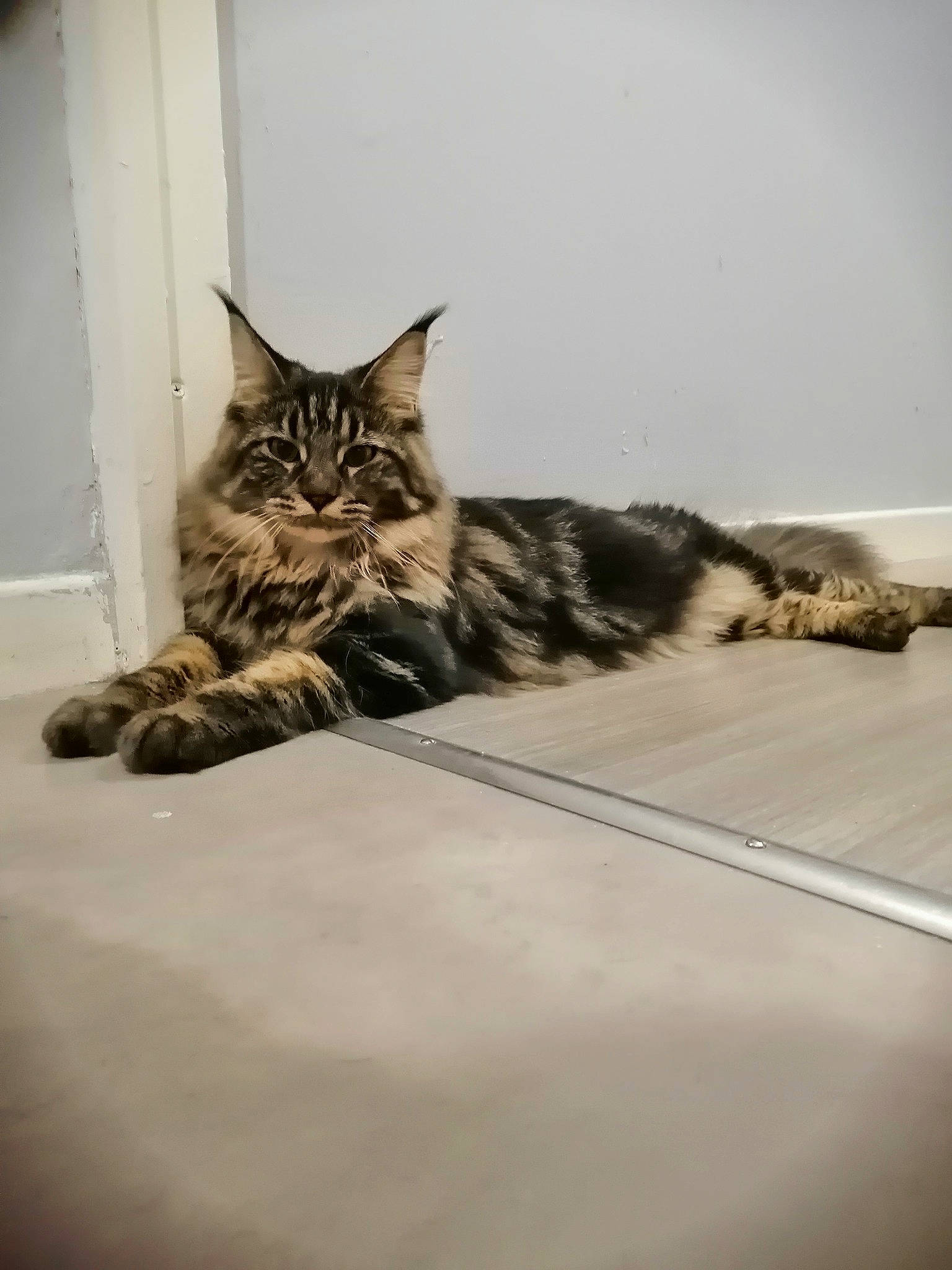 Ruby participe au concours pour gagner de l'argent avec cette photo : american_shorthair, asian, british_semi_longhair, california_spangled, carnivore, cat, domestic_short_haired_cat, dragon_li, european_shorthair, felidae, fur, kitten, maine_coon, mammal, norwegian_forest_cat, pixie_bob, small_to_medium_sized_cats, tabby_cat, whiskers, wild_cat