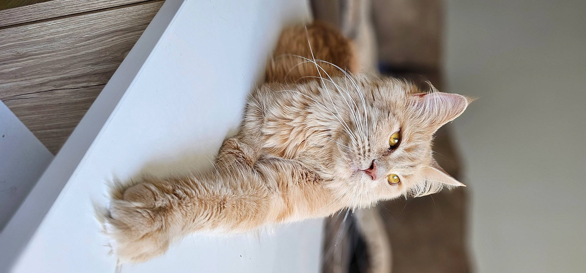 Ruby participe au concours pour gagner de l'argent avec cette photo : carnivore, cat, claw, domestic_short_haired_cat, felidae, fur, paw, plant, small_to_medium_sized_cats, snout, tail, terrestrial_animal, twig, whiskers, window, wood