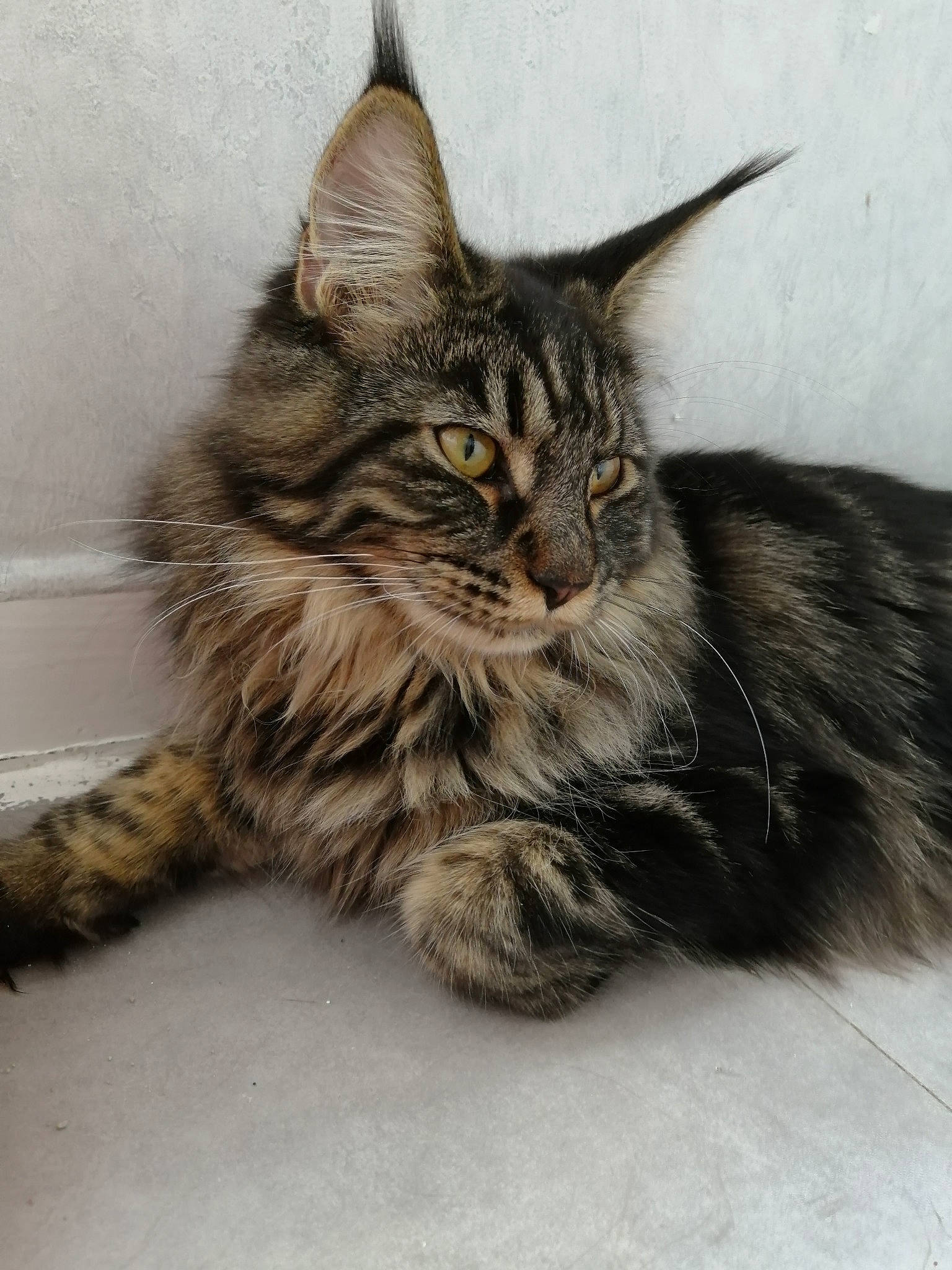 Ruby a rejoint le concours — aidez-le/la à gagner de superbes lots ! asian, asian_semi_longhair, british_semi_longhair, carnivore, cat, domestic_long_haired_cat, dragon_li, european_shorthair, felidae, kitten, maine_coon, mammal, norwegian_forest_cat, oriental_longhair, pixie_bob, siberian, small_to_medium_sized_cats, tabby_cat, vertebrate, whiskers