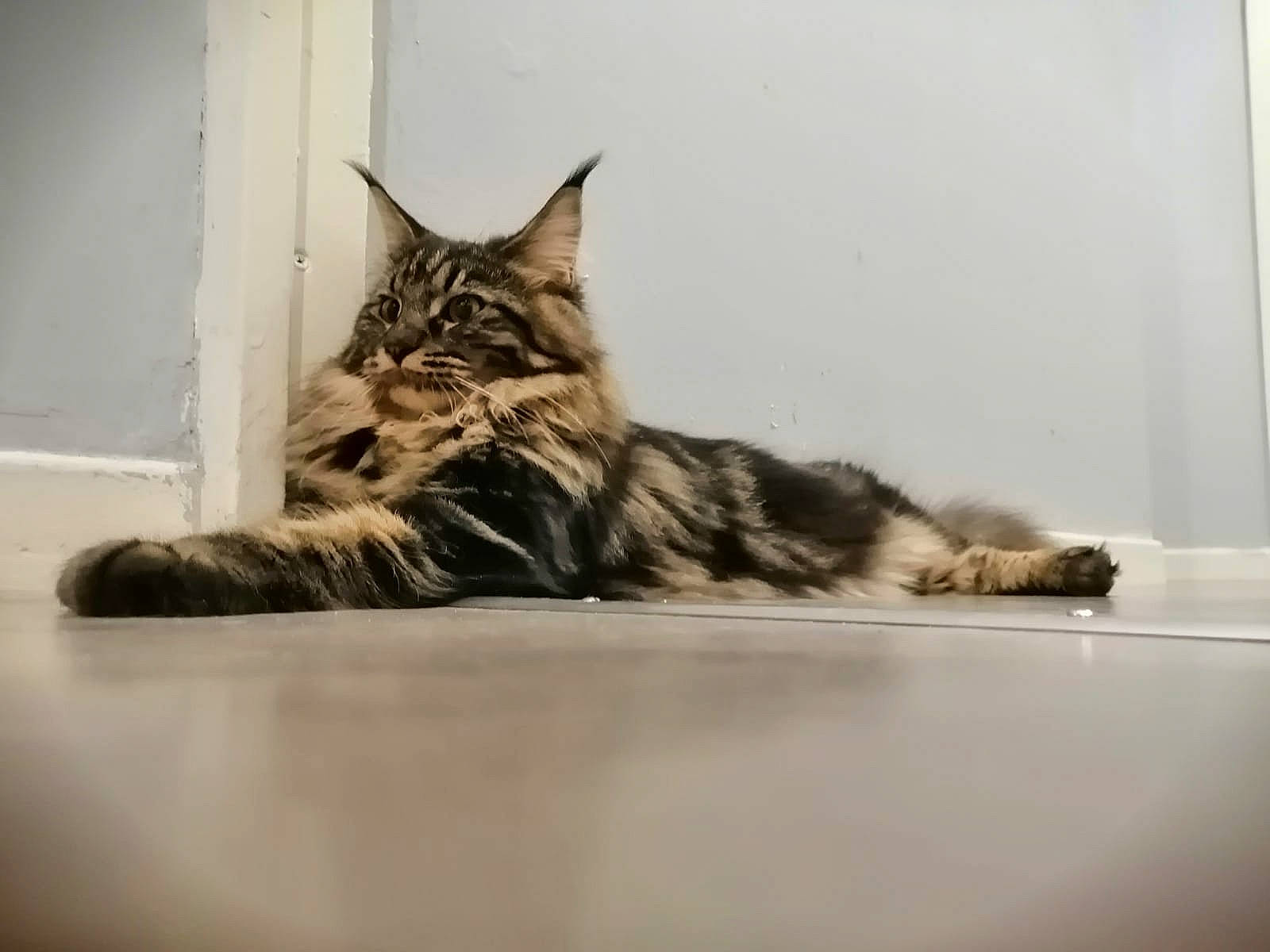 Ruby participe au concours pour gagner de l'argent avec cette photo : american_shorthair, asian, carnivore, cat, domestic_short_haired_cat, dragon_li, european_shorthair, felidae, fur, kitten, maine_coon, mammal, norwegian_forest_cat, pixie_bob, small_to_medium_sized_cats, tabby_cat, toyger, whiskers, wild_cat