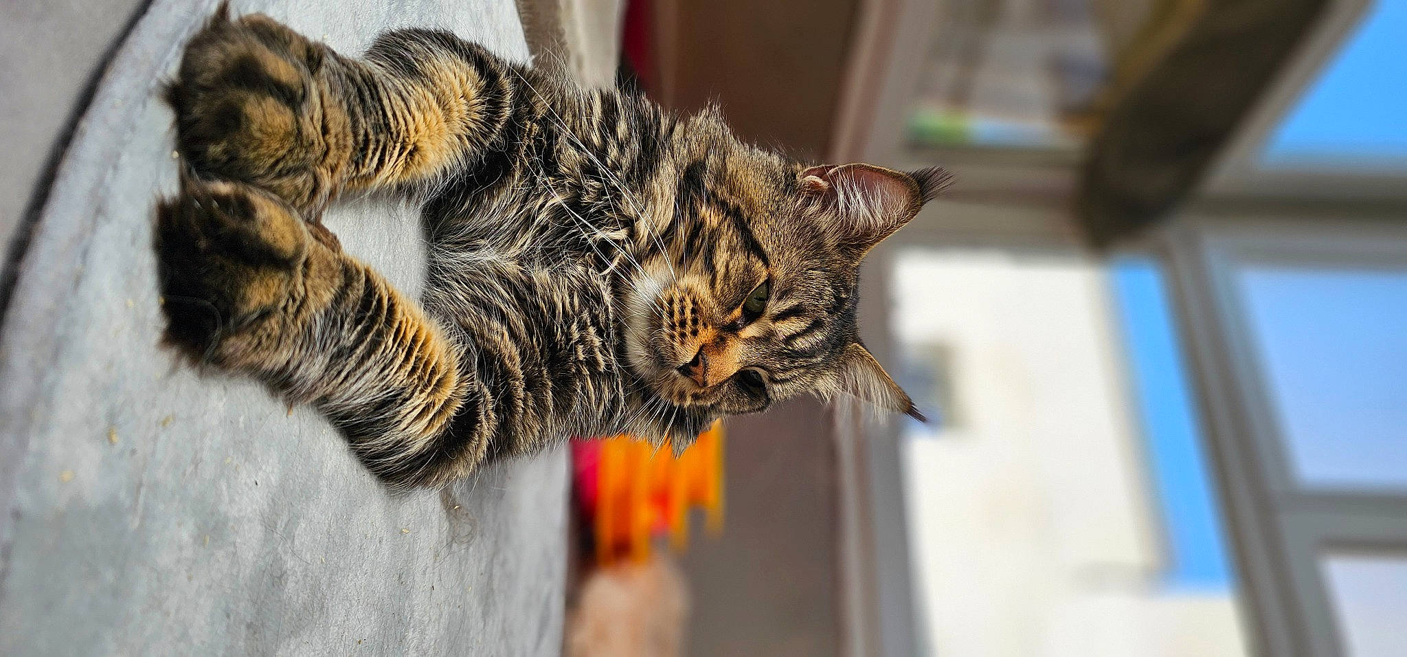 Safir participe au concours pour gagner de l'argent avec cette photo : carnivore, cat, claw, domestic_short_haired_cat, eye, felidae, fur, organism, paw, small_to_medium_sized_cats, snout, tail, terrestrial_animal, whiskers, wildlife