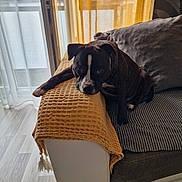 Iron participe au concours pour gagner de l'argent avec cette photo : dog, couch, blanket, indoor, window, curtain, floor, furniture, pet, resting, black_and_white, cozy, living_room, natural_light, relaxed, textured, armrest, looking, calm, domestic