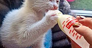 Moon participe au concours pour gagner de l'argent avec cette photo : animal, bottle_feeding, care, closeup, cozy, cute, domestic_cat, feeding, feline, grass, hand, indoor, kitten, litter_box, pet, soft_bed, toy, white_cat, window, young_animal