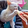 animal, bottle_feeding, care, closeup, cozy, cute, domestic_cat, feeding, feline, grass, hand, indoor, kitten, litter_box, pet, soft_bed, toy, white_cat, window, young_animal