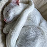 Moon a rejoint le concours — aidez-le/la à gagner de superbes lots ! adorable, animal, cat, cat_bed, close_up, cozy, curled_up, cute, fur, indoor, peaceful, pet, pink_nose, relaxing, resting, sleeping, soft, tail, whiskers, white_cat