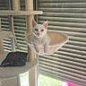 Moon a rejoint le concours — aidez-le/la à gagner de superbes lots ! animal, blind, cat, cat_tree, curious, daylight, feline, hammock, home, indoor, multi_level, perch, pet, pillow, pink_container, relaxed, resting, rope, white_cat, window