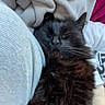 Maggie a rejoint le concours — aidez-le/la à gagner de superbes lots ! cat, black_cat, fluffy, pet, animal, indoor, blanket, person, arm, resting, cozy, fur, sleepy, comfort, casual, clothing, hand, soft, relaxed, cuddly